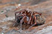 bostrechterspin (coelotes terrestris) 3-2012 5362